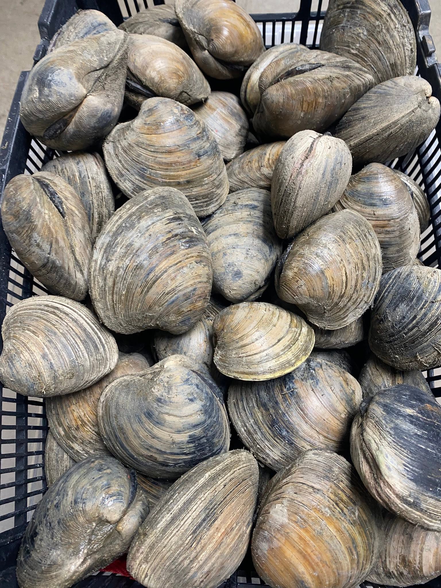 seafood photographed at S International Market