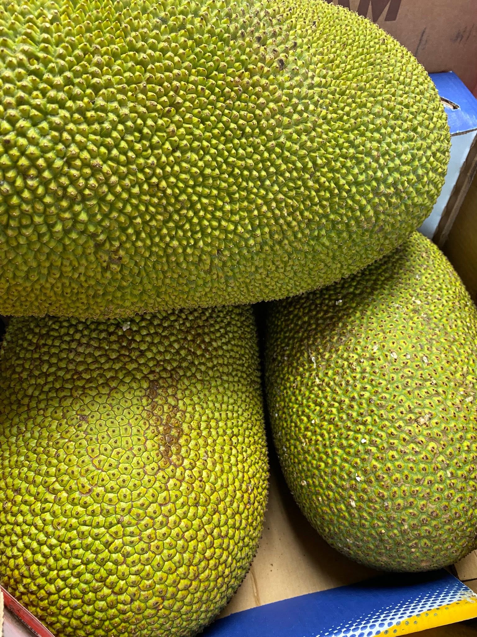 roots, herbs & large fruit photographed at S International Market