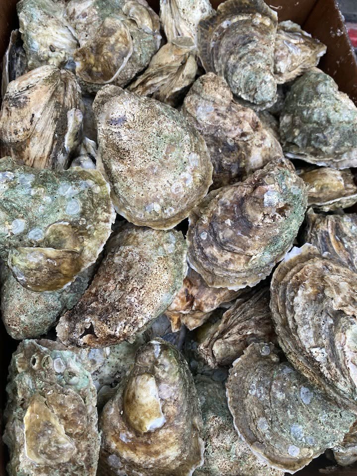 Oysters and shellfish in the seafood department