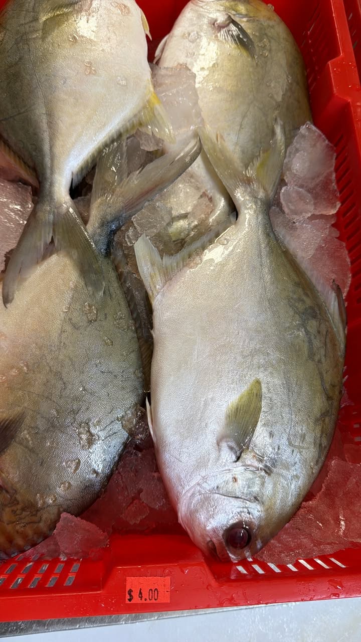 whole fish photographed at S International Market
